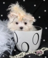 TOY YORKIE AND MALTESE  PUPPIES FOR ADOPTION